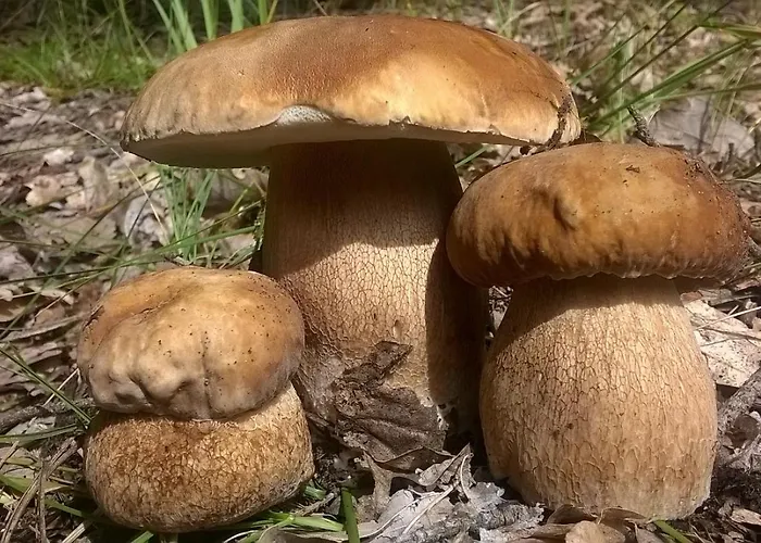 Osada Lesna Puszcza Notecka Bebnikat