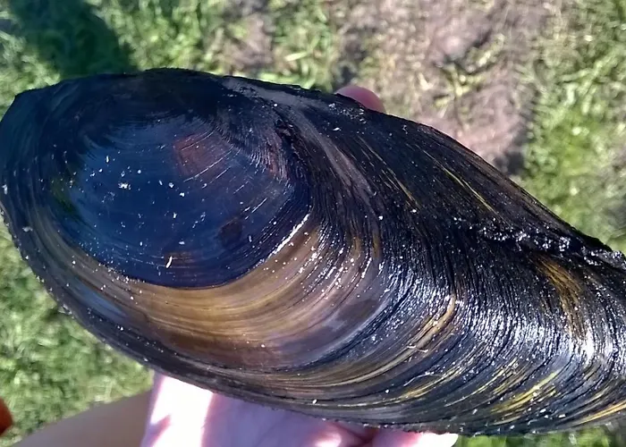 Osada Lesna Puszcza Notecka Farm stay *