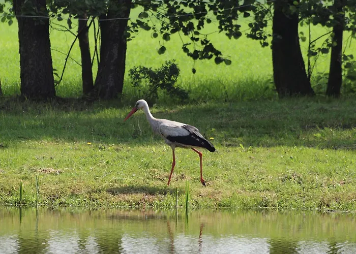 Osada Lesna Puszcza Notecka *